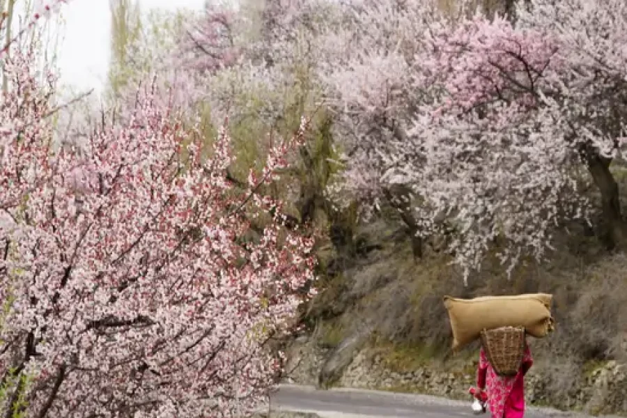 Experience Hunza’s Cherry Blossom in a 6-Day Scenic Tour