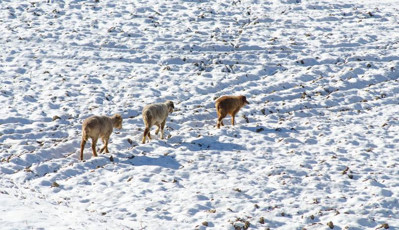 Hopper Glacier (NAGAR)