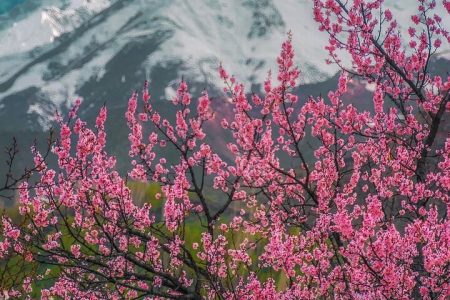 Skardu Cherry Blossom Tour 2026 – A Complete Travel Guide