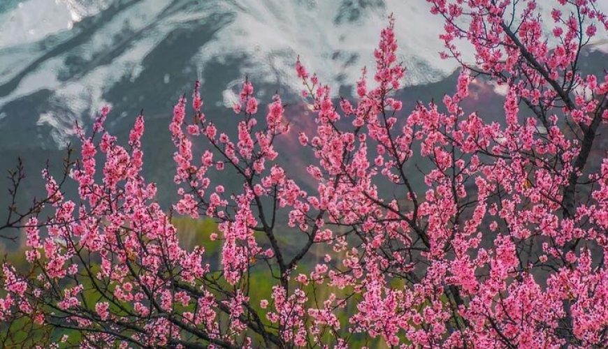 Skardu Cherry Blossom Tour 2026 – A Complete Travel Guide