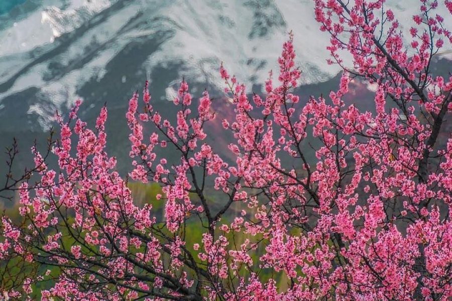 4-Days Skardu Blossom Tour | 2026 |