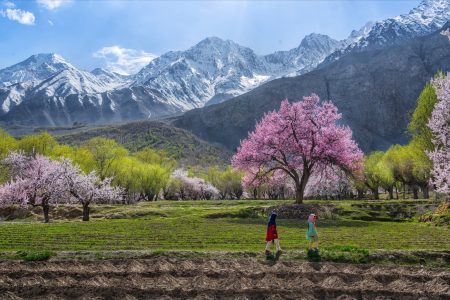 Spring Blossom in Skardu – Explore Nature’s Hidden Paradise in Gilgit-Baltistan